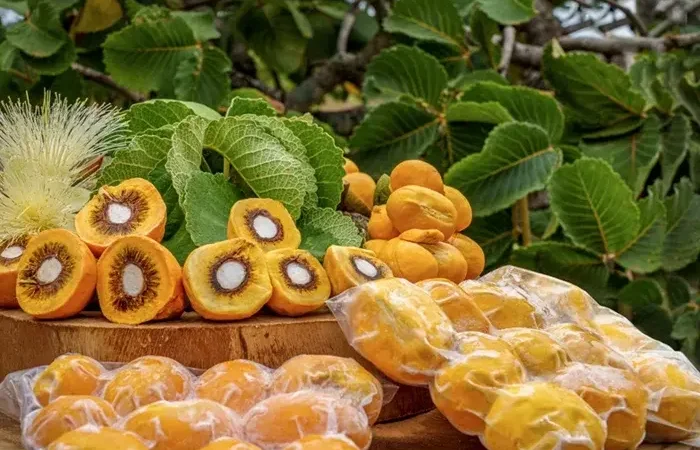 Feira Brasil desembarca na Embrapa Cerrados