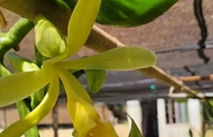 Feira Brasil na Mesa: Uma Jornada de Sabor e Alegria ao Seu Encontro