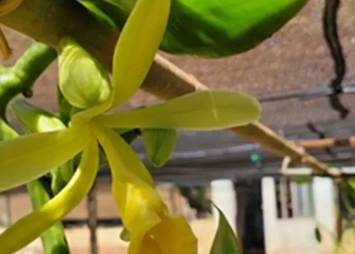 Feira Brasil na Mesa: Uma Jornada de Sabor e Alegria ao Seu Encontro