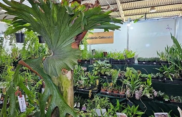 Guara Terá Feira de Orquideas Na Proxima Semana