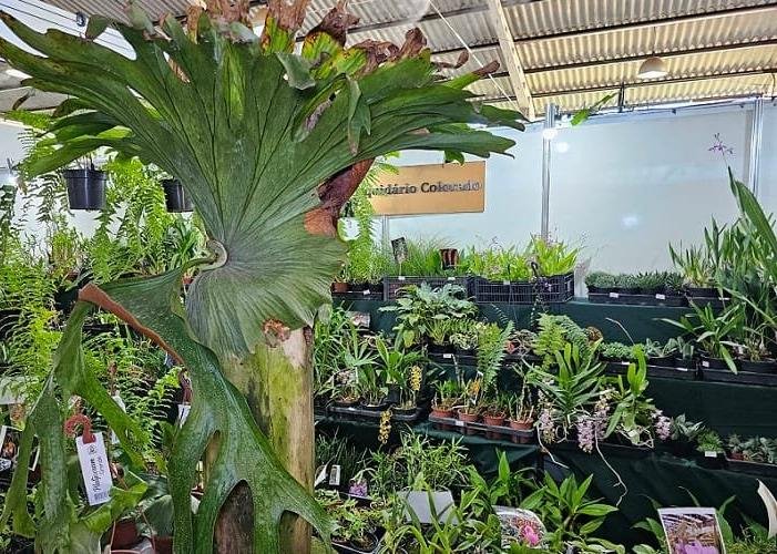 Guara Terá Feira de Orquideas Na Proxima Semana