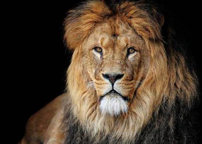 Receita liberou consultas do Imposto de Renda da Malha Fina