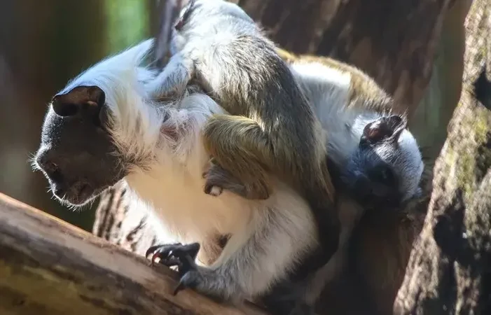 Zoo convoca fornecedores: venda de alimentos e bebidas