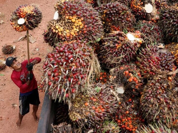 “Biodiesel Supera Diesel Concorrente na Ásia, Pondo Fim à Dependência do Petróleo”