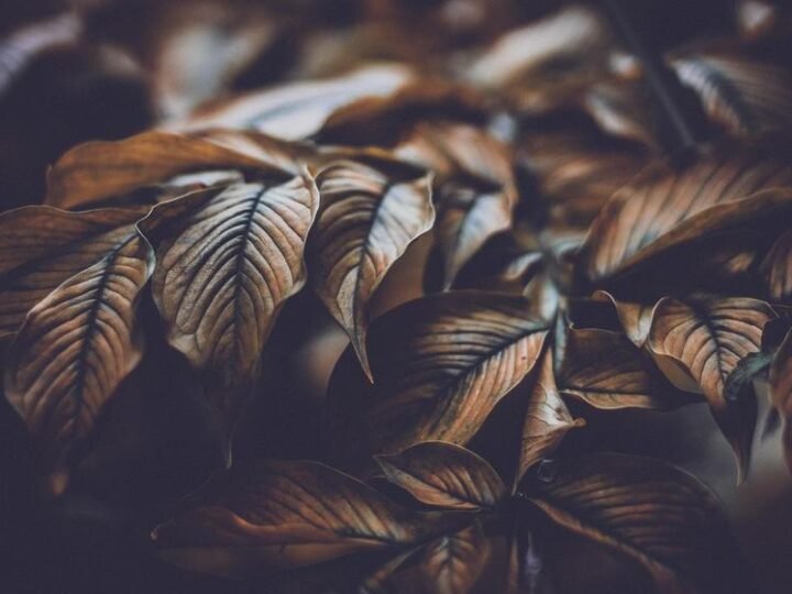 Ibama confirma entrega estudo viabilidade Margem Equatorial em semanas Ibama confirma entrega estudo viabilidade Margem Equatorial em semanas