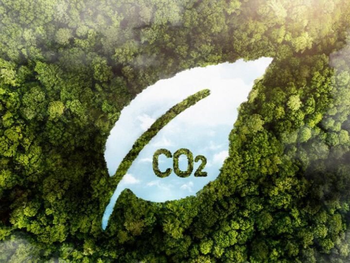 MPF recomenda suspensão de créditos de carbono no Pará, especilista explica impacto regulatório e ambiental