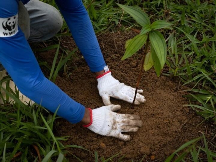 WWF-Brasil e Copaíba assumem Pacto da Mata Atlântica com meta de destravar restauração em larga escala