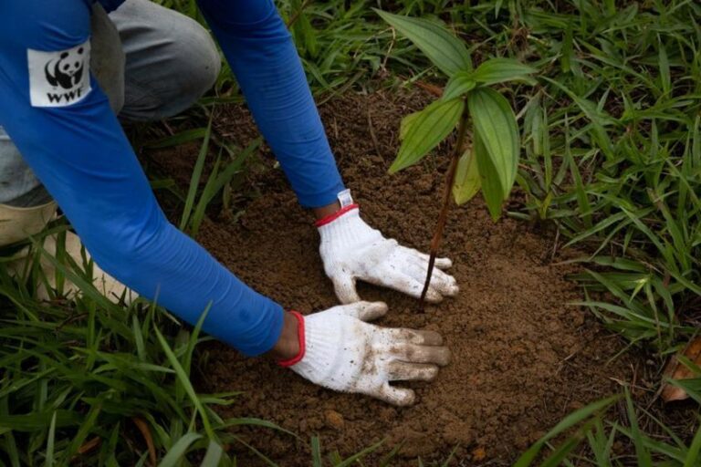 WWF-Brasil e Copaíba assumem Pacto da Mata Atlântica com meta de destravar restauração em larga escala