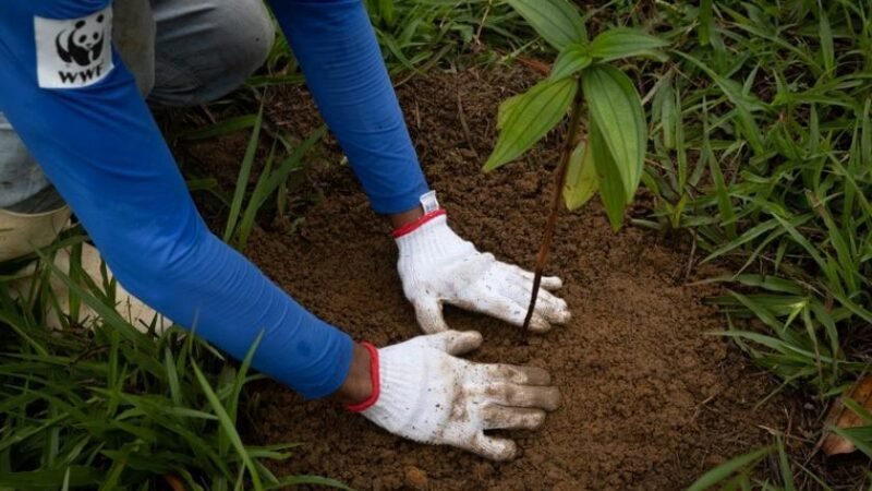 WWF-Brasil e Copaíba assumem Pacto da Mata Atlântica com meta de destravar restauração em larga escala