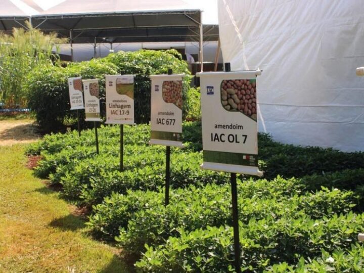 Agrishow 2026: Instituto Agronômico apresenta novas variedades de cana e amendoim