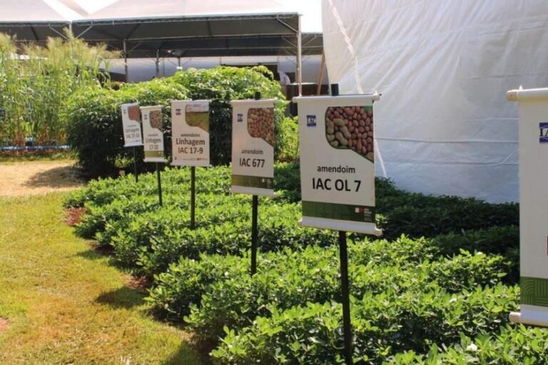Agrishow 2026: Instituto Agronômico apresenta novas variedades de cana e amendoim