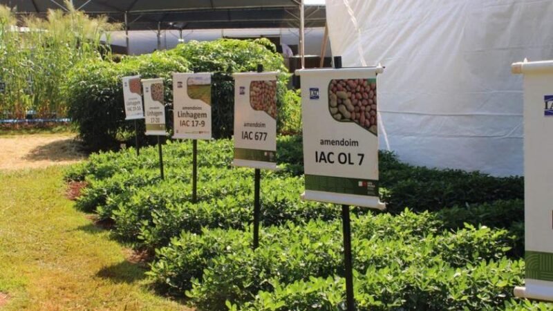 Agrishow 2026: Instituto Agronômico apresenta novas variedades de cana e amendoim