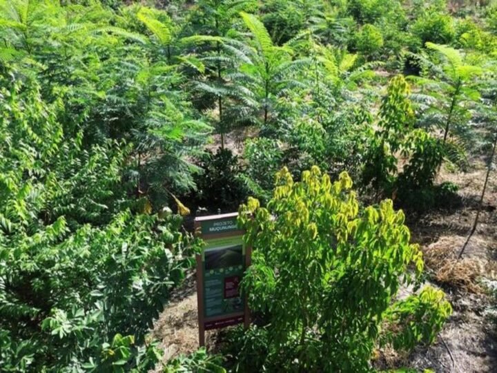 BNDES aprova R$ 87,2 milhões do Fundo Clima para projeto de restauração da Mata Atlântica na Bahia, liderado por Carbon2Nature Brasil e Biomas