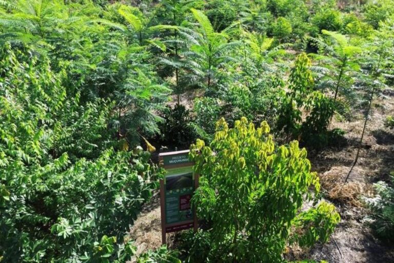 BNDES aprova R$ 87,2 milhões do Fundo Clima para projeto de restauração da Mata Atlântica na Bahia, liderado por Carbon2Nature Brasil e Biomas