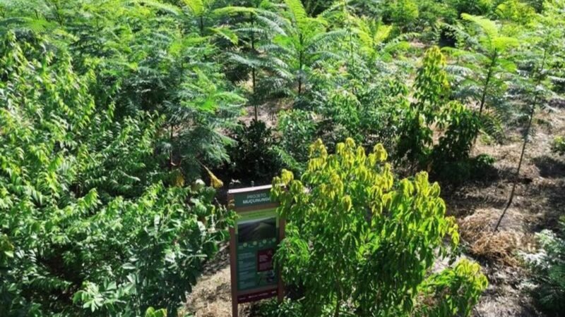 BNDES aprova R$ 87,2 milhões do Fundo Clima para projeto de restauração da Mata Atlântica na Bahia, liderado por Carbon2Nature Brasil e Biomas