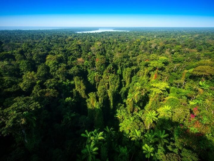 COP30 articula plano global reverter desmatamento 2030