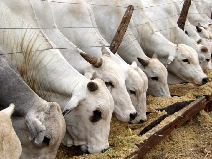 Carnes e café lideram crescimento da agropecuária paulista em 2025