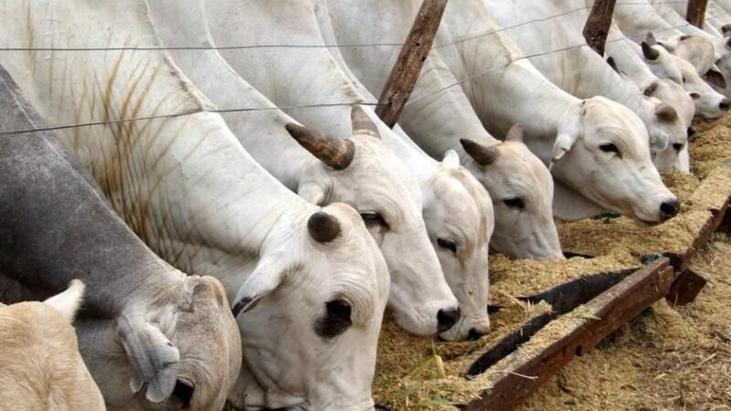Carnes e café lideram crescimento da agropecuária paulista em 2025