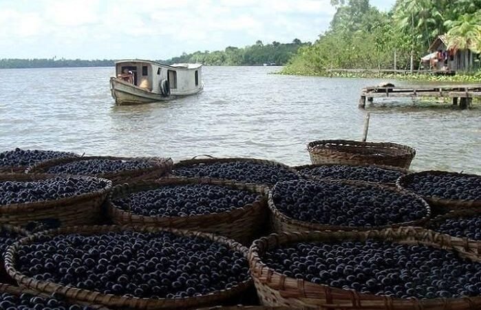 Cooperação do Amapá venderá açaí chileno para a China