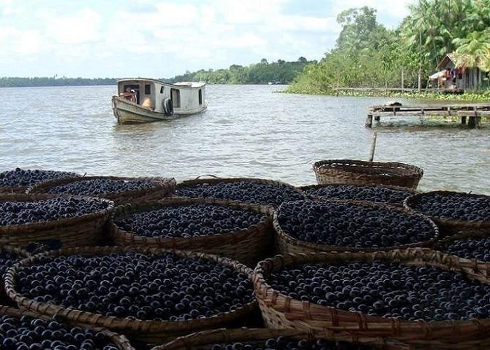 Cooperação do Amapá venderá açaí chileno para a China