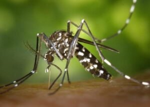 Distrito Federal planeja distribuir gratuitamente repelentes contra mosquito para proteção contra doenças como a dengue, zika e chikungunya