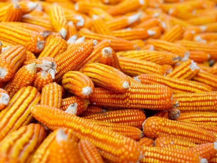 Food + Fuel + Feed: a ciência da integração transforma milho em energia e alimento