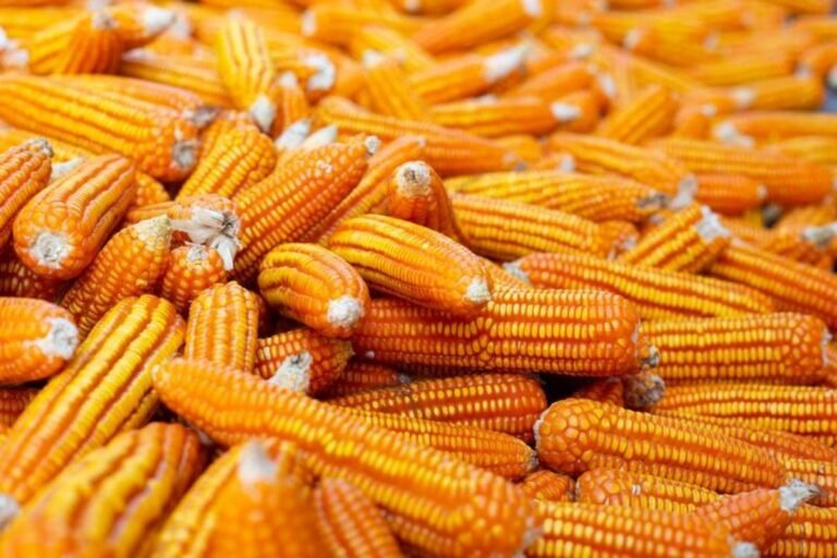 Food + Fuel + Feed: a ciência da integração transforma milho em energia e alimento