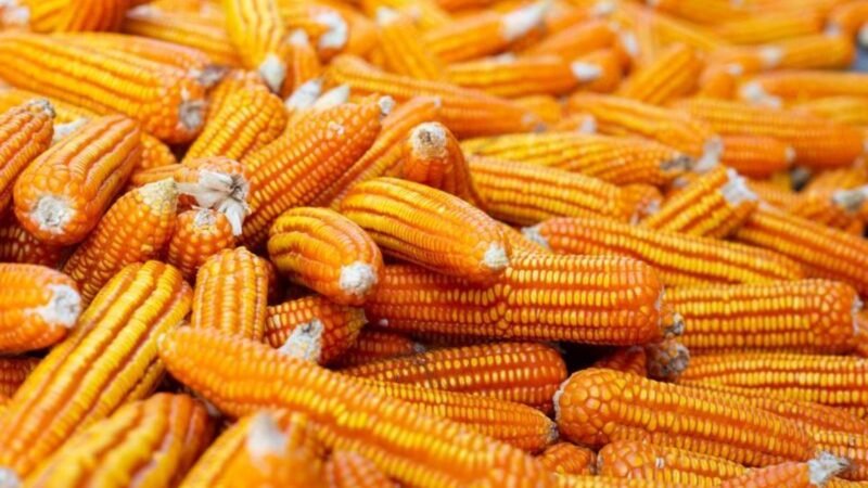 Food + Fuel + Feed: a ciência da integração transforma milho em energia e alimento