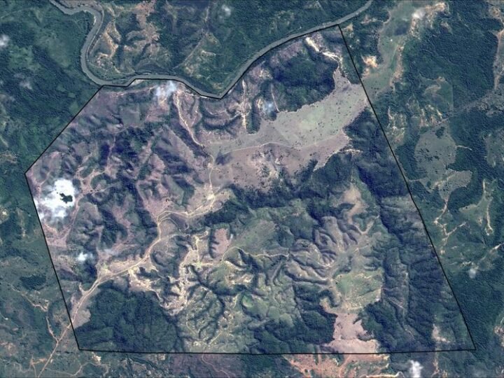 Mata Atlântica tem primeira emissão de créditos de carbono por restauração com nativas
