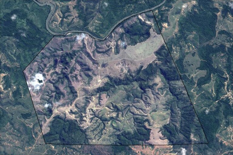 Mata Atlântica tem primeira emissão de créditos de carbono por restauração com nativas