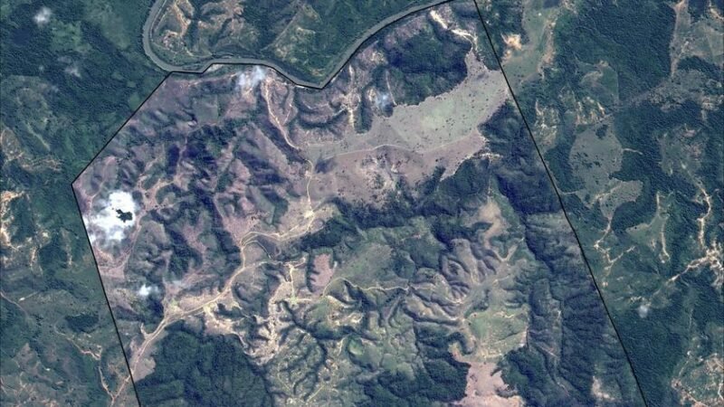 Mata Atlântica tem primeira emissão de créditos de carbono por restauração com nativas