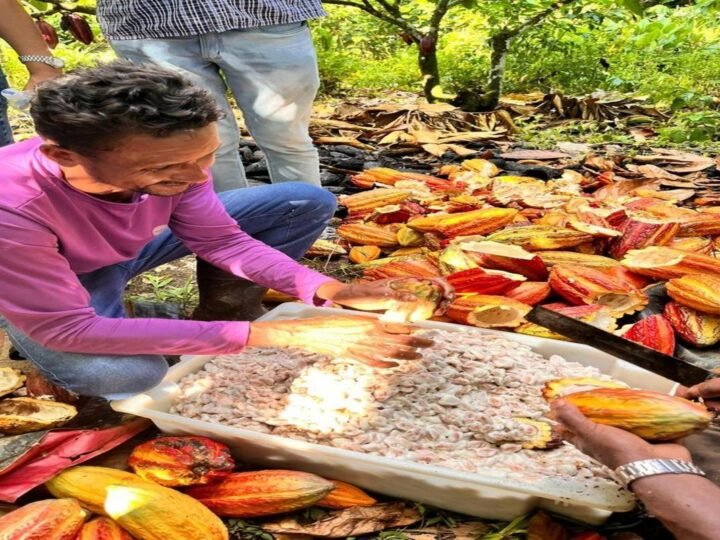 Negócios da sociobioeconomia movimentam R$ 130 milhões e ajudam a conservar 2,5 milhões de hectares no Brasil Negócios da sociobioeconomia movimentam R$ 130 milhões e ajudam a conservar 2,5 milhões de hectares no Brasil