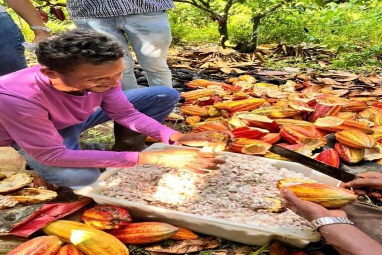 Negócios da sociobioeconomia movimentam R$ 130 milhões e ajudam a conservar 2,5 milhões de hectares no Brasil