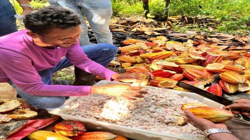 Negócios da sociobioeconomia movimentam R$ 130 milhões e ajudam a conservar 2,5 milhões de hectares no Brasil