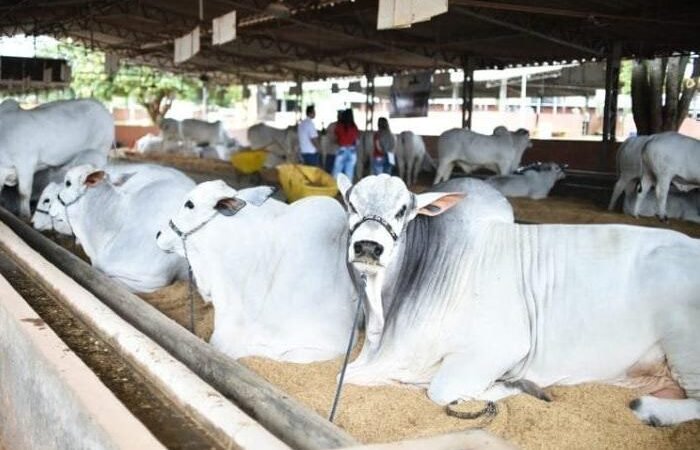 O crescimento econômico agrícola impulsiona a expansão do PIB