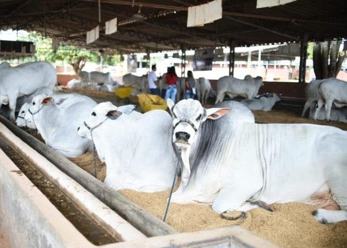 O crescimento econômico agrícola impulsiona a expansão do PIB O crescimento econômico agrícola impulsiona a expansão do PIB