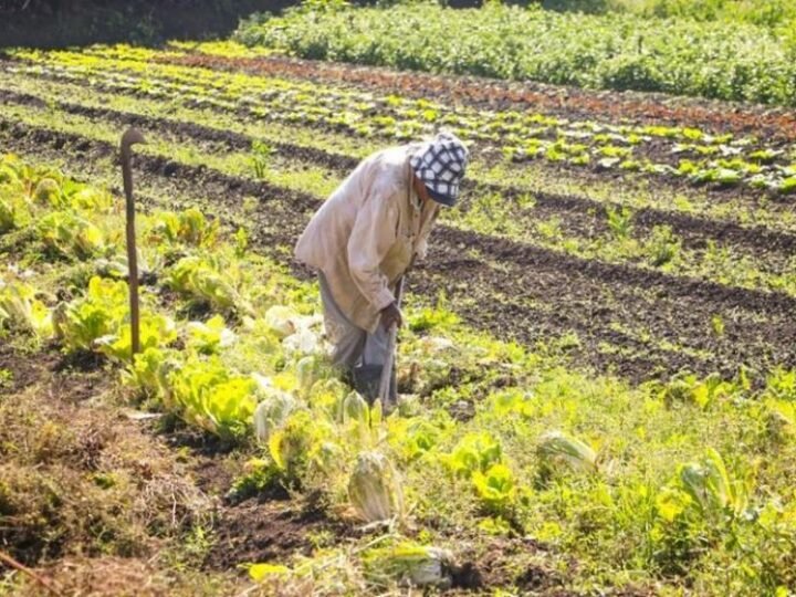 Crédito extra para agricultura familiar fica sem crédito devido à falta de votação no Senado. Crédito extra para agricultura familiar fica sem crédito devido à falta de votação no Senado.