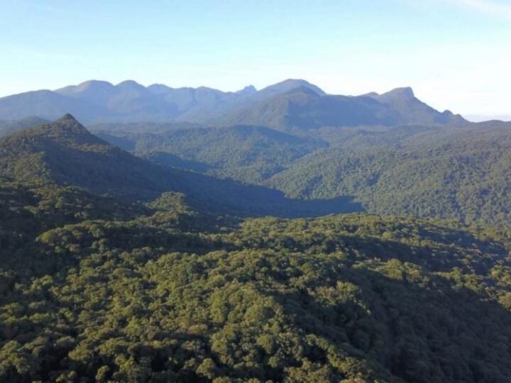 Mata Atlântica é crucial para adaptação climática brasileira