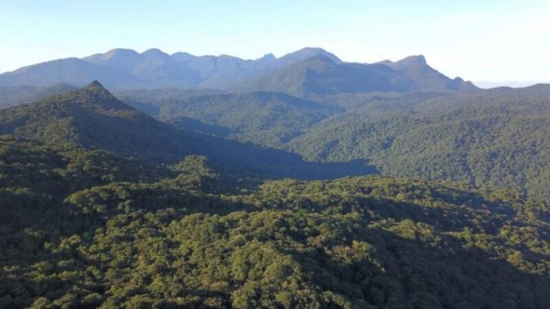 Mata Atlântica é crucial para adaptação climática brasileira