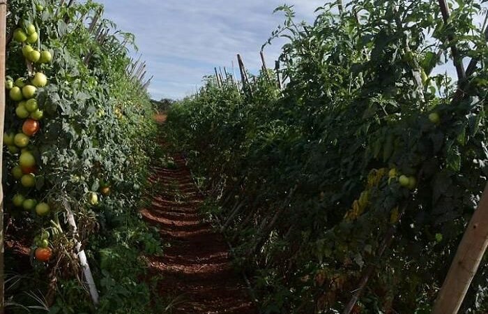 Agropecuária do Distrito Federal movimenta R$ 5,8 bilhões em receita bruta em 2023.