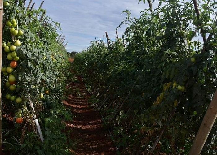 Agropecuária do Distrito Federal movimenta R$ 5,8 bilhões em receita bruta em 2023.