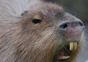 Estudo Descobre que Capivaras não são Vetores da Febre Maculosa