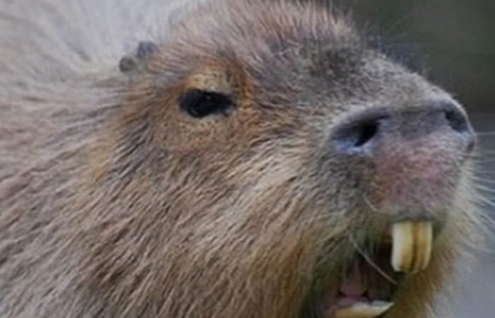 Estudo Descobre que Capivaras não são Vetores da Febre Maculosa