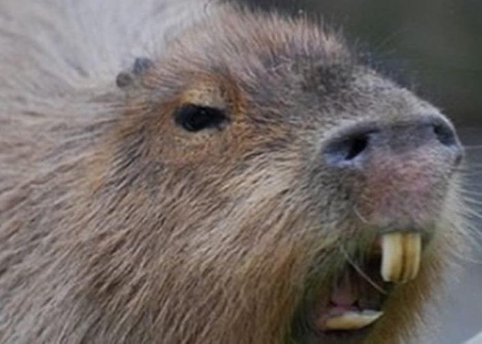 Estudo Descobre que Capivaras não são Vetores da Febre Maculosa