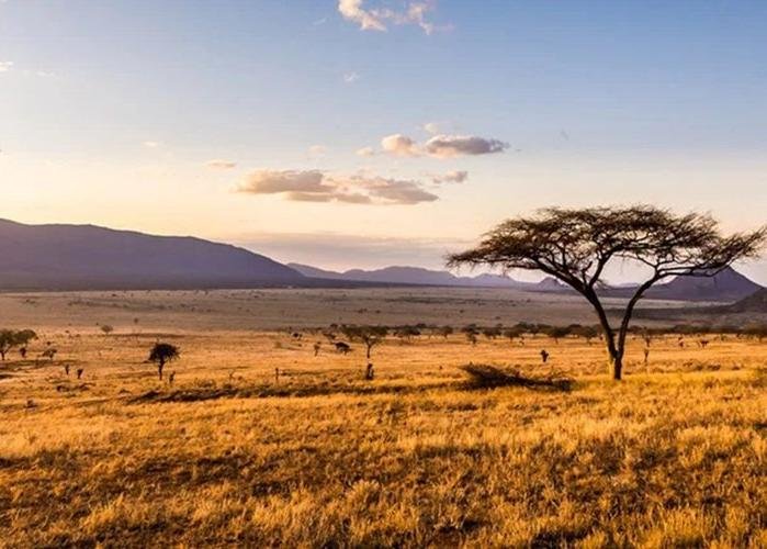 O Cerrado pode ser uma inspiração para a agricultura sustentável nas savanas africanas