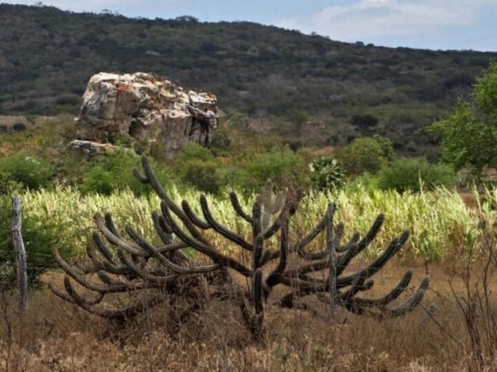 Caatinga ganha política nacional de recuperação ambiental Caatinga ganha política nacional de recuperação ambiental