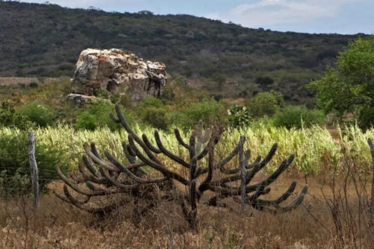 Caatinga ganha política nacional de recuperação ambiental