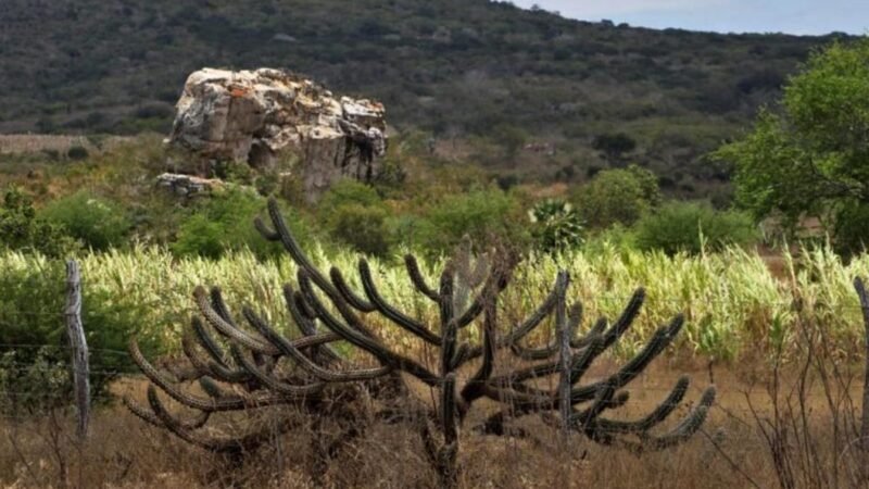Caatinga ganha política nacional de recuperação ambiental