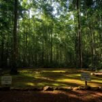 Governo federal abre concess&atilde;o para manejo sustent&aacute;vel de 267 mil hectares no Amazonas