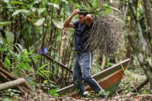 Produtores têm até 30 de junho para concorrer a apoio técnico em bioeconomia